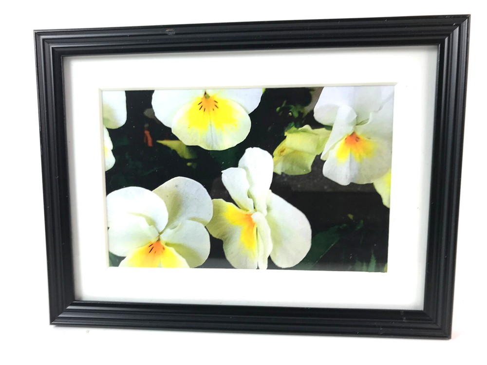 PANSIES, 4×6 » MATTED AND FRAMED PRINT, READY TO HANG, GREAT FOR GIFTGIVING