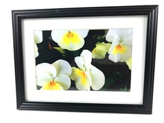 PANSIES, 4×6 » MATTED AND FRAMED PRINT, READY TO HANG, GREAT FOR GIFTGIVING
