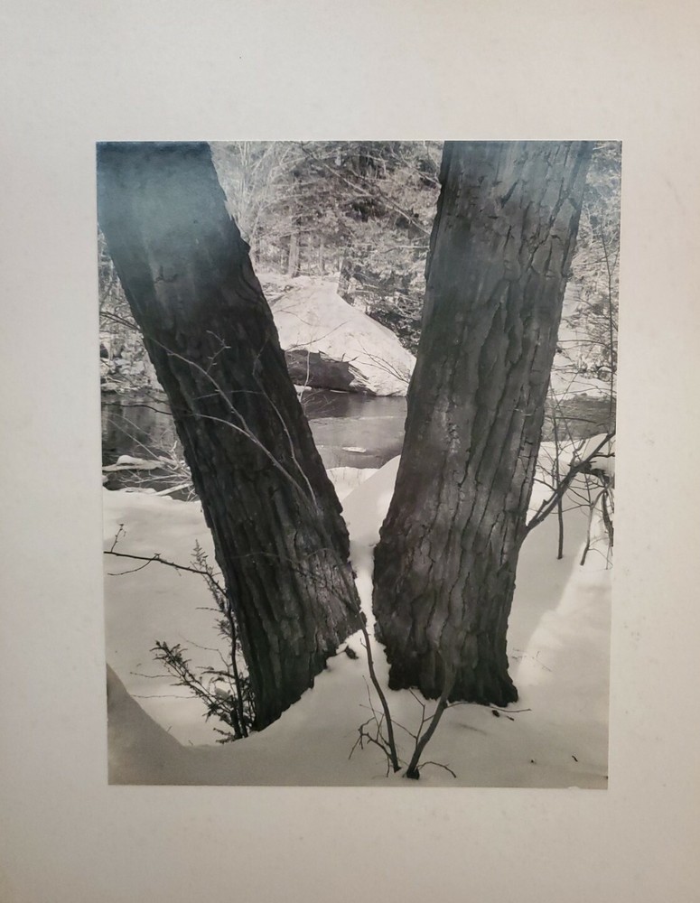 TWO TREES IN WINTER ORIGINAL SIGNED ART PHOTO B&W STETTNER VTG MATTE NJ CAMERA