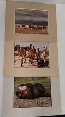 Monkey Camels and Elephants Pictures Framed and Signed by Artist