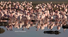 Flamingo Reflections, Lake Nakuru, Kenya 11 x 14 Print Metallic Paper