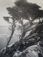 Leopold Hugo Signed Monterey Coast Cyprus Photograph