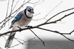 Digital Image Picture Photo Wallpaper Background Blue Bird In Tree 792417
