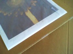 CHUCK CLOSE ‘Sunflower’, 2006/2011 SIGNED Photograph 24 x 18 in. #32/60 **NEW**