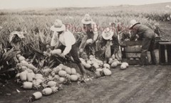 Hawaiian Pineapple Photo Stereo Vintage Analog P72L6n