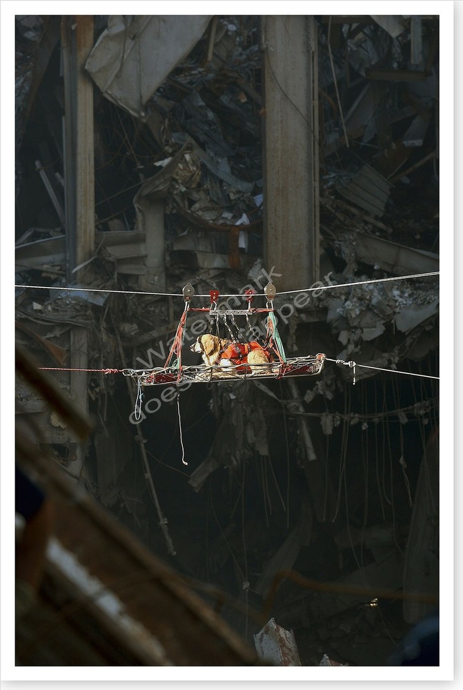 World Trade Center 9/11 Rescue Dog In Transport Silver Halide Photo – Ver 1