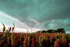 Country Photography Print – Picture of Maize Under Storm Clouds in Oklahoma