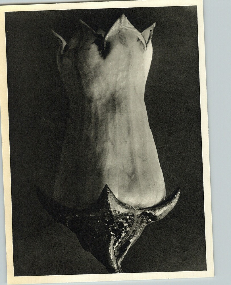1942 Original BOTANICAL PLANT Erica Thibandiea Flower Photo Art KARL BLOSSFELDT