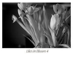 Black & White Floral Photograph Print Set – «Lilies In Bloom» 1 2 3 4 5