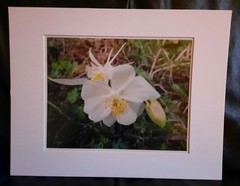 Matted Photograph: Columbine