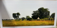 Gettysburg- Angle & Copse of Trees. Fine Art Photography. 12 X 24 inches.