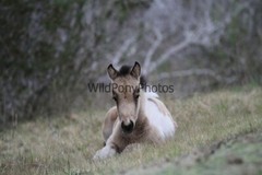 Chincoteague Pony Photo -Stallion Tidewater Twist- Pick One Image -Various Sizes