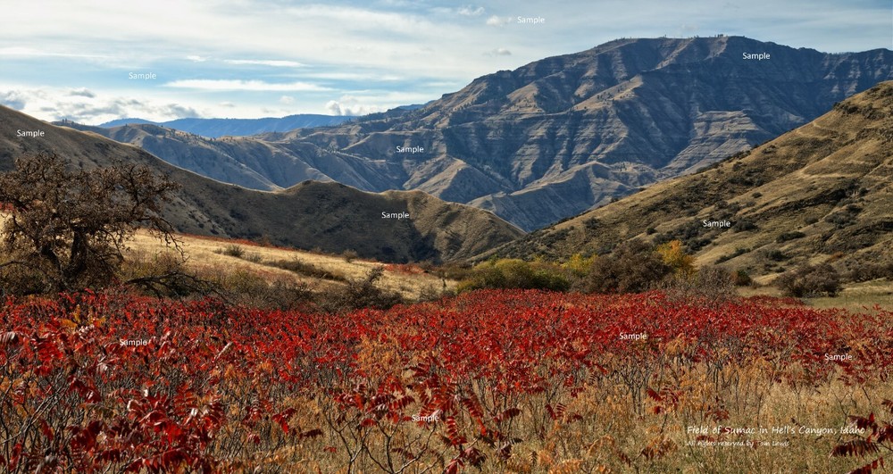 Field of Sumac November in Hell’s Canyon Idaho Mountain Photo Print HC02