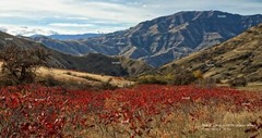 Field of Sumac November in Hell’s Canyon Idaho Mountain Photo Print HC02