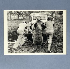 Bear Pushing Truck Art Photo Print Card By John Drysdale Fotofolio 4.25”x6”