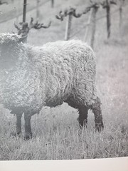 2005 Art Photograph Of A Woolly Sheep In A Vineyard By Robert Sinskey