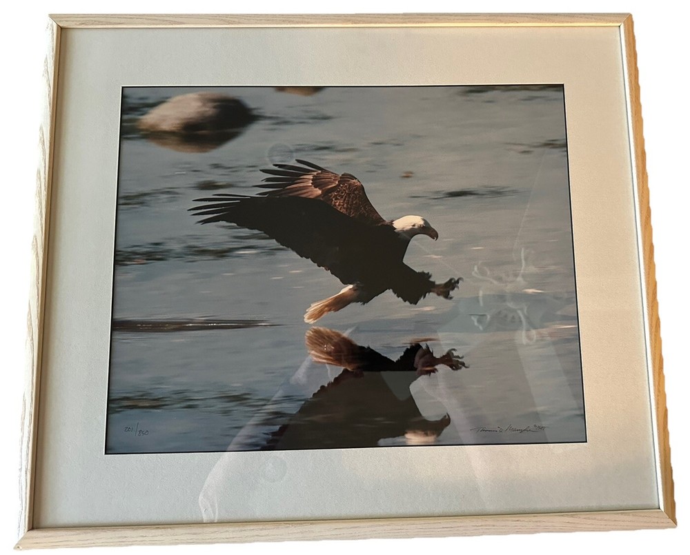 Thomas Mangelsen «EAGLE DIVING» Photograph Is 19×16 201/850 Signed