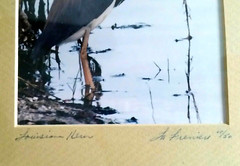 Louisiana Heron Art Photo La Freniere Park – Framed, Matted & Numbered 10/50