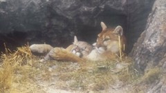 Thomas Mangelsen «Mother’s Love – Mountain Lions» Signed Limited Edition Print