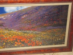 Thomas Mangelsen «Tapis Magique» Original Photograph 22″x68″ 736/2500 Flowers