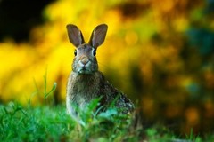 Photo Digital Product Wallpaper Background Image – Picture rabbit animal