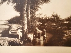 Vintage Photogravure of Biskra Algeria North Africa Oasis