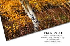 Aspen Trees Photography Print: Wyoming Autumn Forest Grove Western Nature Photo
