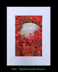 matted photograph, 5″x7″ print, mounted 3/16″ foam with 8″x10″ single white mat