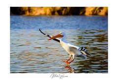 American pelican  by Martin Briones Wildlife Photography 13×19