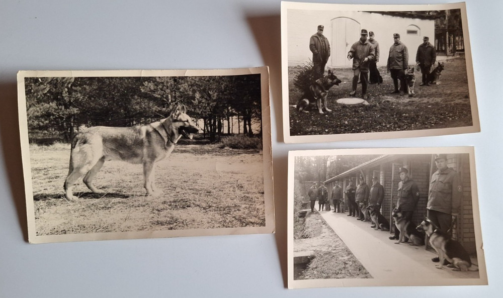 3 x Photo BGS Bavaria, probably Coburg Dog German Shepherd Dog Squadron