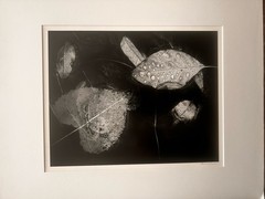 Original Signed HOWARD BOND ‘Leaves w/ Rain» Delhi Rapid Huron River Photograph