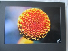 One-Off VTG ORANGE & YELLOW SNOWBALL CHRYSANTHEMUM Photo ~Hawaiian Artist Signed
