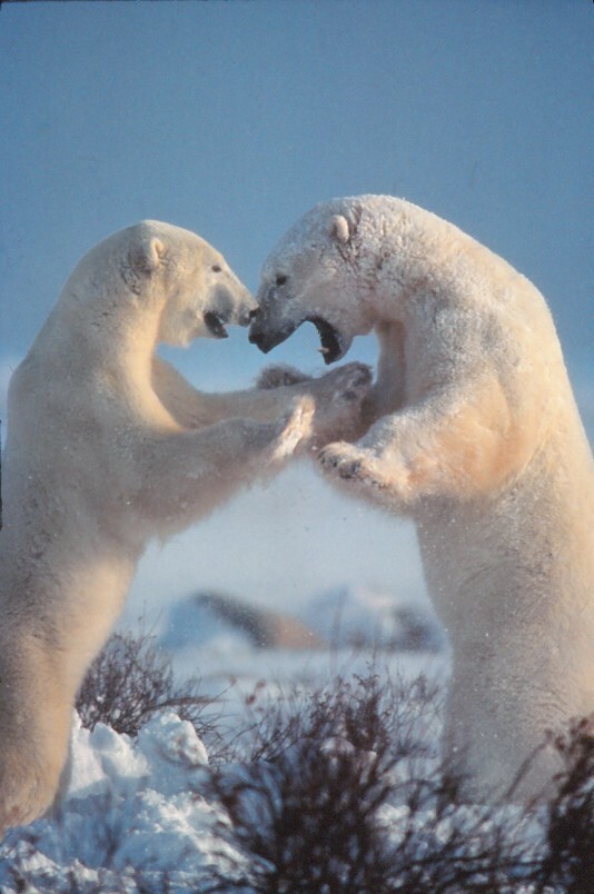 Film slide Passion for nature – polar bears KEG prod. Slide KB Format L17-4-2-4