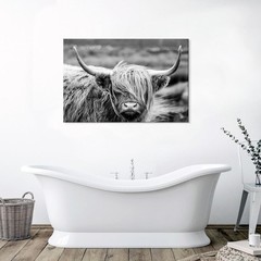 Highland Cow Photography Wildlife Portrait Picture Black and White Closeup An…