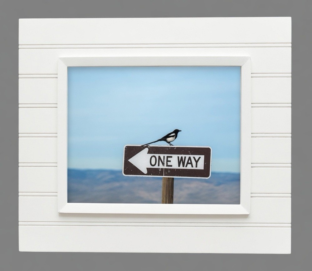 Black-billed magpie perched on a «ONE WAY» sign