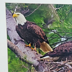 American Bald Eagles Bird Wildlife Animals Photography Mona Johnson Art Print
