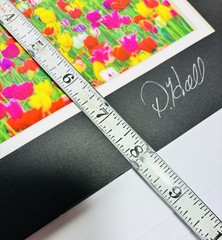 Beautiful Picture of a field of Tulips signed by artist D Hall