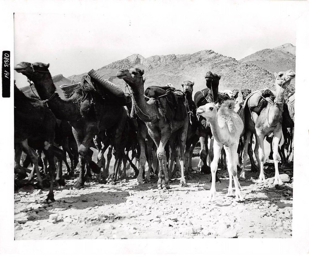 Press Photo AM21279 Approximately 24×18 Cm Camel Herd