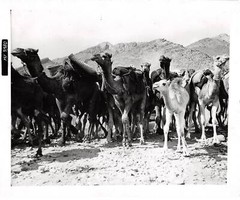 Press Photo AM21279 Approximately 24×18 Cm Camel Herd
