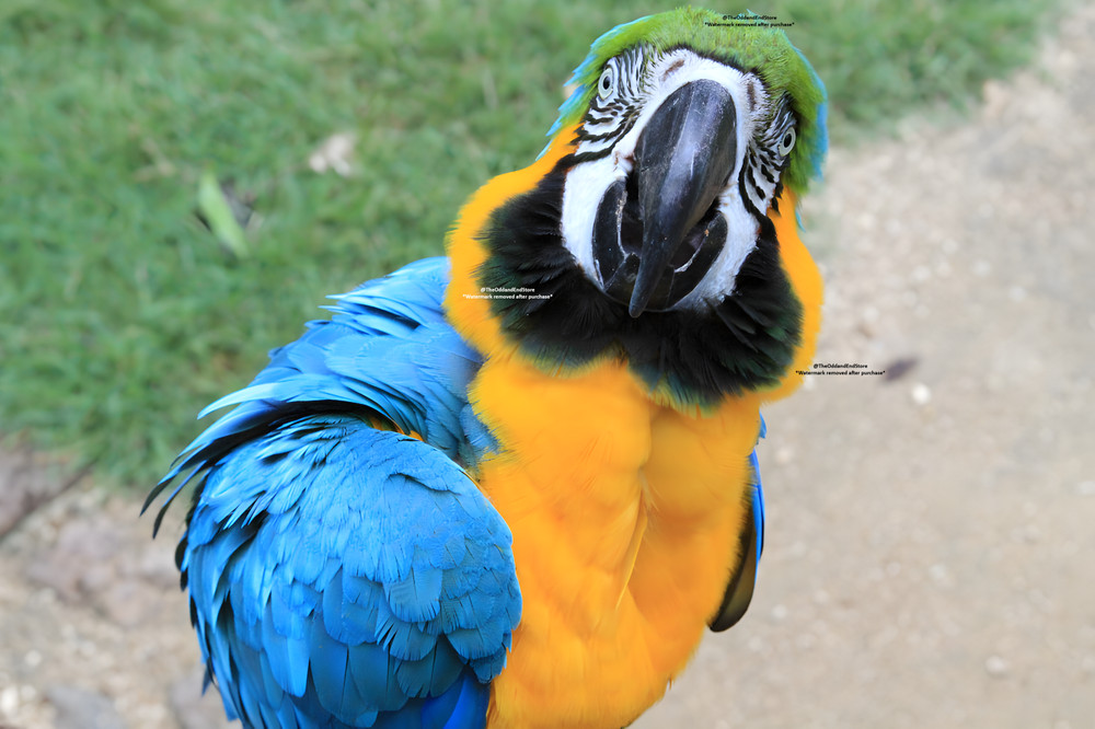 Digital Camera Image Photo Art Picture Desktop Wallpaper Background Macaw Parrot