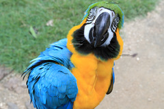 Digital Camera Image Photo Art Picture Desktop Wallpaper Background Macaw Parrot