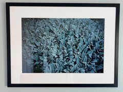 Nan Goldin, Lamb’s Ear, 1999 C-Print 15 19/25 x 23 5/8 inch, signed framed