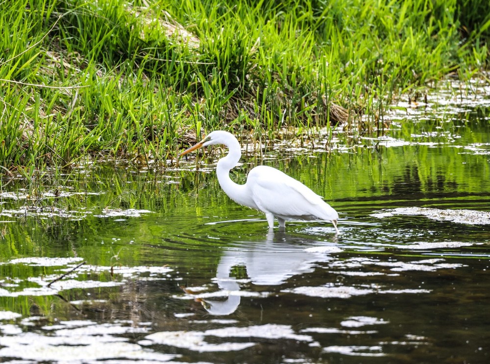 11x14in Lustre Print of a Great White Egret