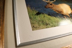 Abi Garaman Framed Photo Lot of 4 – Wildlife Antelope Moose Elk Jackson Hole WY