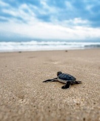 Set of 20 4×6 in. Beach and Ocean Photographs Inspirational Prints