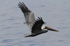 Brown Pelican Photo, Pick One Image – Various Sizes