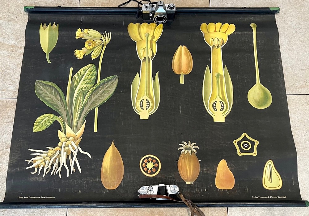 Key flower PRIMROSE wall plaque by Jung, Koch & Quentell c1902 publisher Frommann