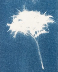Thorn|Cyanotype Botanical Print | Handmade Blue Photographic Art | 15×20 cm