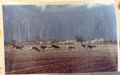 Vintage Analog Photo France Hunting With Hounds Horse DOG 15X23 1970