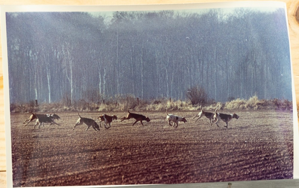 Vintage Analog Photo France Hunting With Hounds Horse DOG 15X23 1970